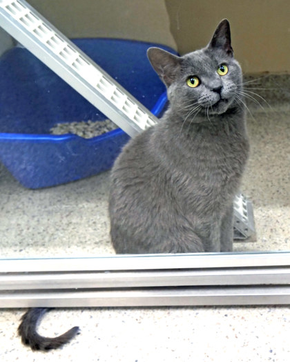 View Beast the Cat Photo #1