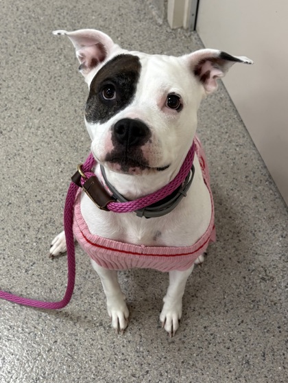 View Jelly Bean the Dog Photo #1