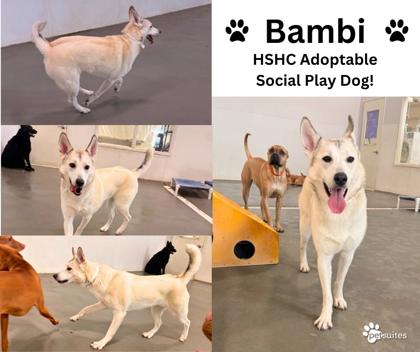 View Bambi (in Foster) the Dog Photo #2