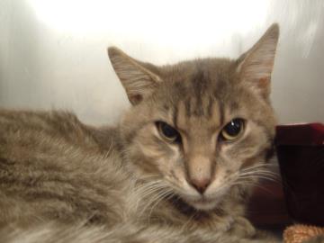 View Harper (Bonded To Penelope) the Cat Photo #1