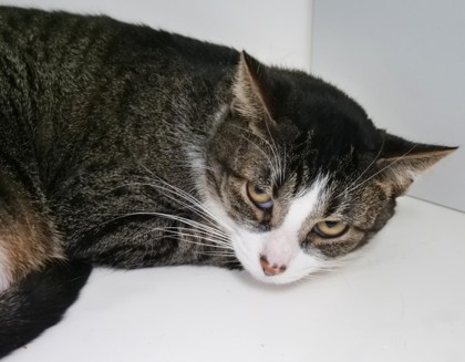 View Tink (in Foster) the Cat Photo #2