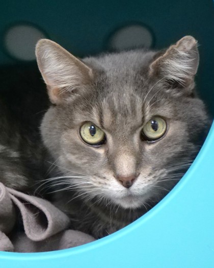 Learn More About Harper (bonded To Penelope)