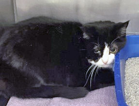 View Tabitha the Cat Photo #1