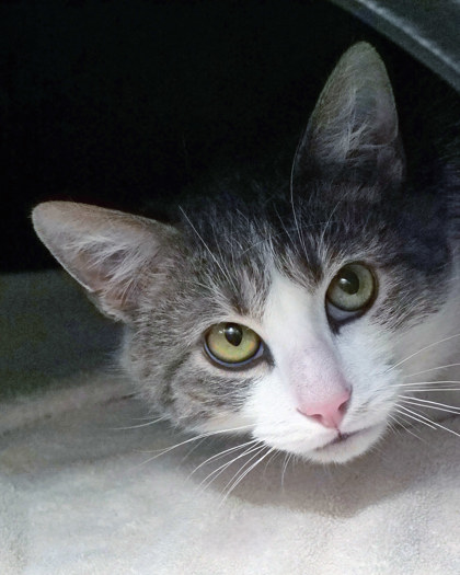 View Alpaca the Cat Photo #1