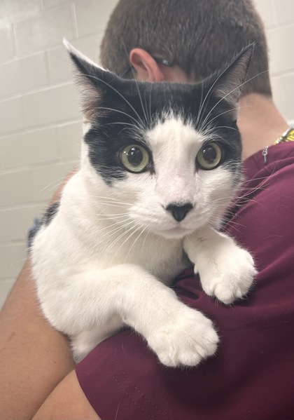 SMOKEY DA BEAR - Domestic Shorthair / Mix available for adoption