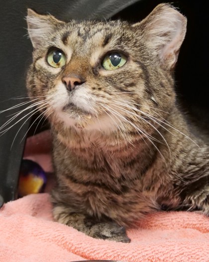 Help Rehome This Cat Cat