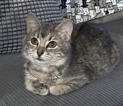 View Baby (in Foster) the Cat Photo #2