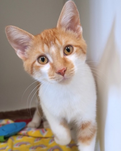 Learn More About Alastor Photo of Alastor