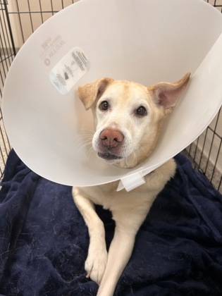 View Nova (bonded To Nala) (in Foster) the Dog Photo #2