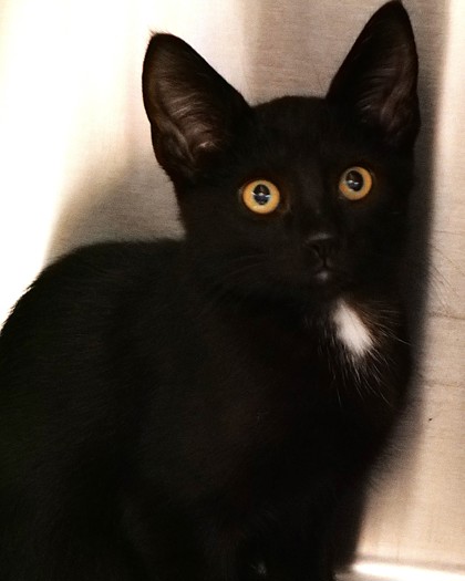 MICHAEL MEOWERS - Domestic Shorthair / Mix available for adoption
