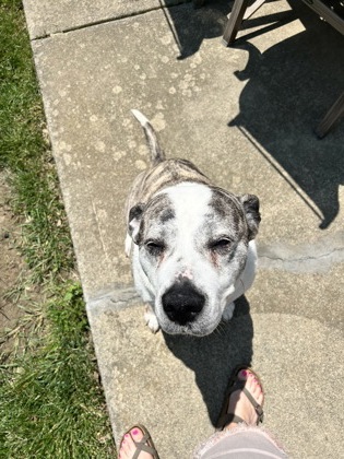 View Darlene (in Foster) the Dog Photo #2