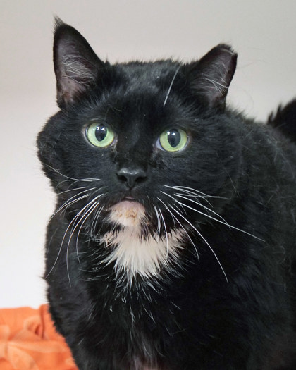 Learn More About Mittens