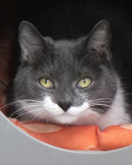 Learn More About Lux