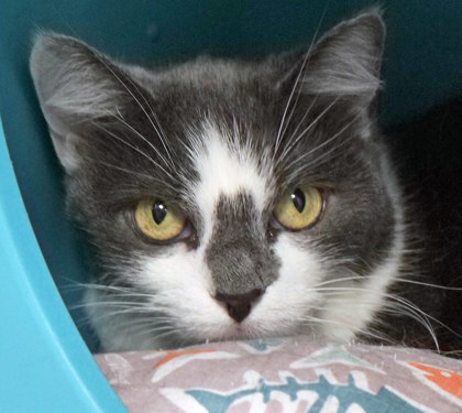 View Belle the Cat Photo #2