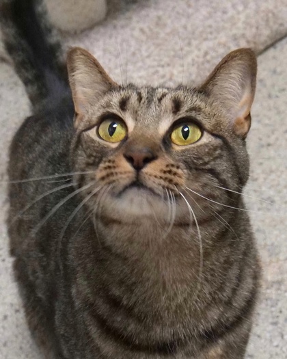 Learn More About Rosie