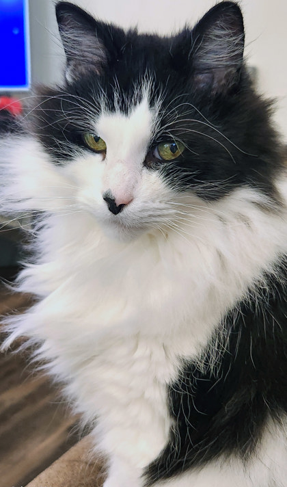 View Snoop (in Foster) the Cat Photo #1