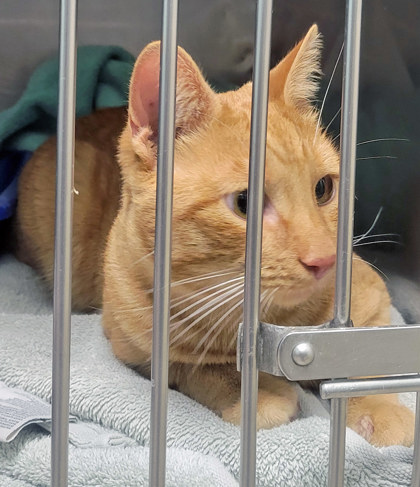 View Sunkist the Cat Photo #1