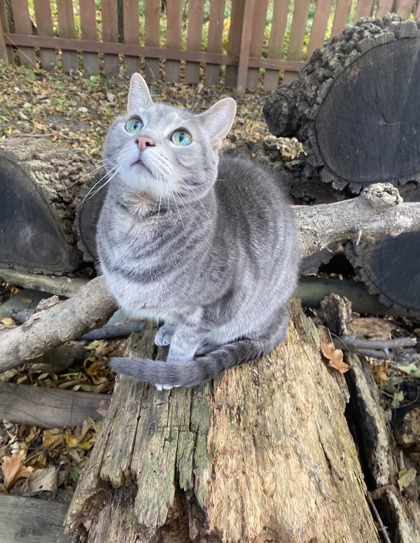 View Meeko the Cat Photo #3