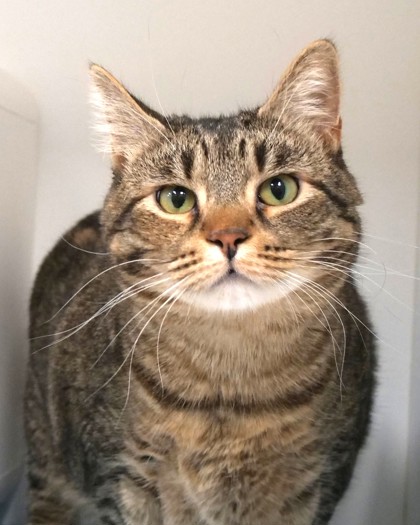 View Tootsie the Cat Photo #1