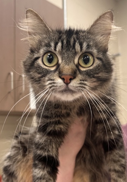 View Sweet & Sour (bonded To Tahini) the Cat Photo #2