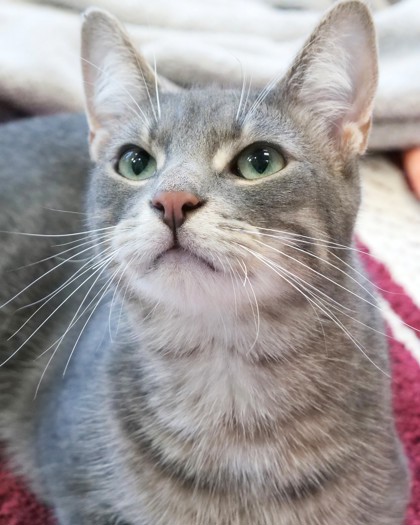 Learn More About Milo (bonded To Smudge) Photo of Milo (Bonded to Smudge)