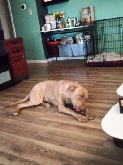 View Gilly (in Foster) the Dog Photo #1