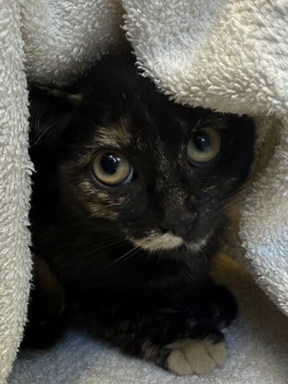 Help Rehome This Cat Cat