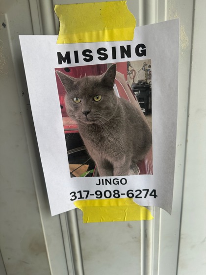 View Lost Cat Photo #1