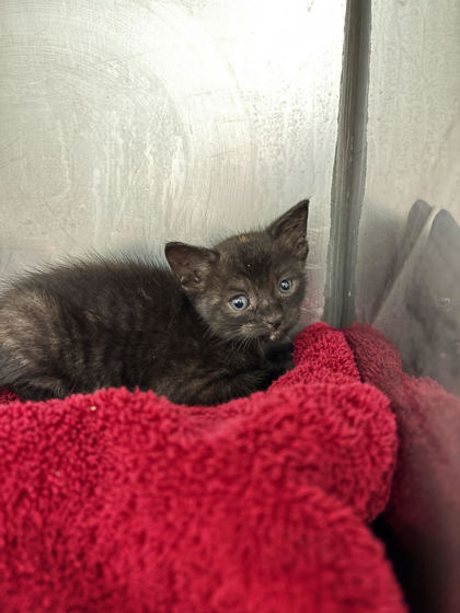 Help Rehome This Cat Cat