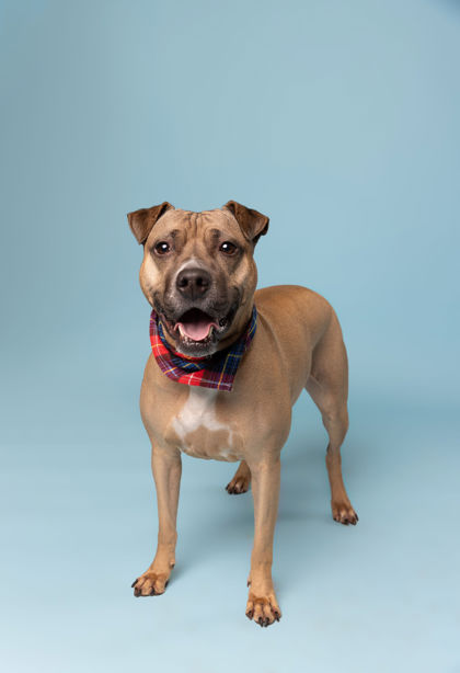 Piper (in foster)
