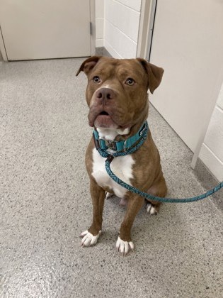 View Pumpkin the Dog Photo #2