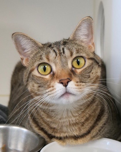 View Skye (in Foster) the Cat Photo #1