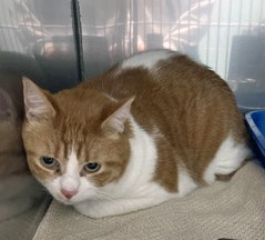 View Oliver the Cat Photo #2