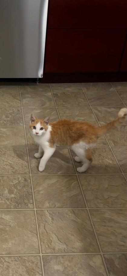 Learn More About Tangie