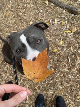 View Chief the Dog Photo #1