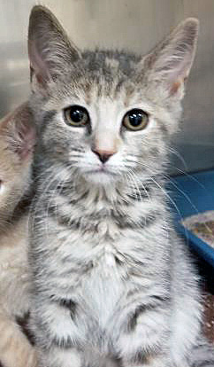 View Kiki the Cat Photo #2