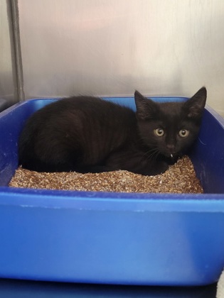 Help Rehome This Cat Cat