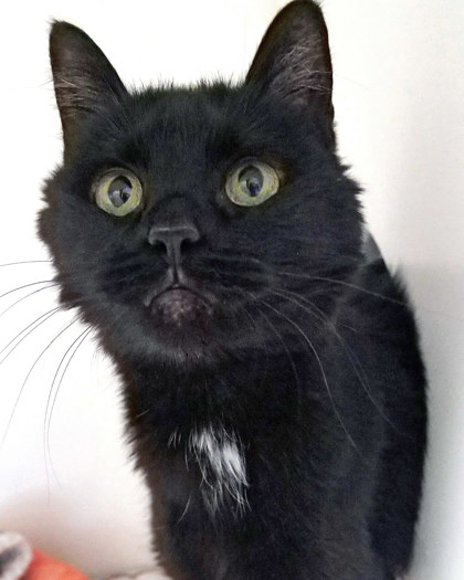 JELLY BEAN - Domestic Shorthair / Mix available for adoption