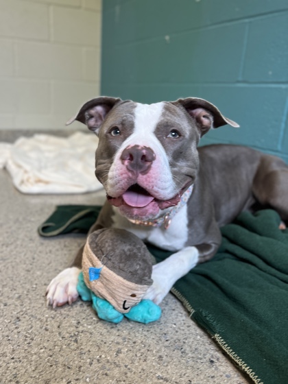 GRACIE - Pit Bull Terrier / Mix available for adoption