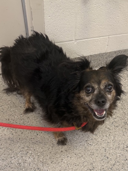 Chihuahua