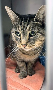 View Lady Bug the Cat Photo #2