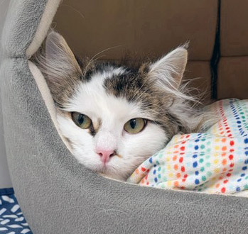 View Sabrina the Cat Photo #2