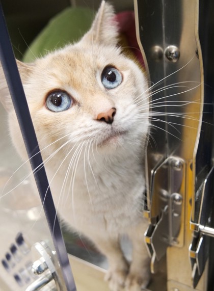 Help Rehome This Cat Cat