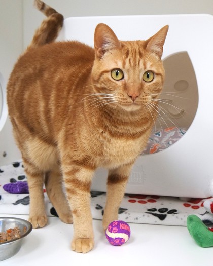 View Tiger Lily (in Foster) the Cat Photo #1