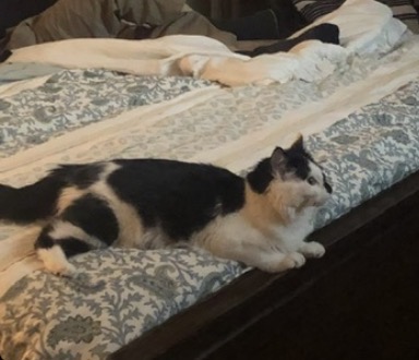 View Lost Cat Photo #1