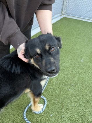 View Found Dog Photo #1