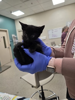 BIG BIRD - Domestic Shorthair / Mix available for adoption
