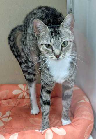 View Blue Bell the Cat Photo #2