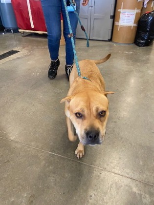 Help Rehome This Dog Dog