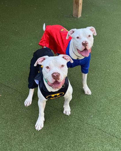 TYSON (BONDED TO BEAR) - American Bulldog / Mix available for adoption